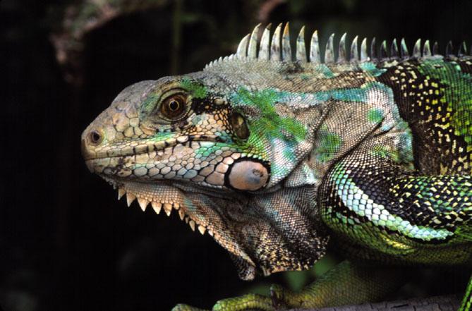 Iguana